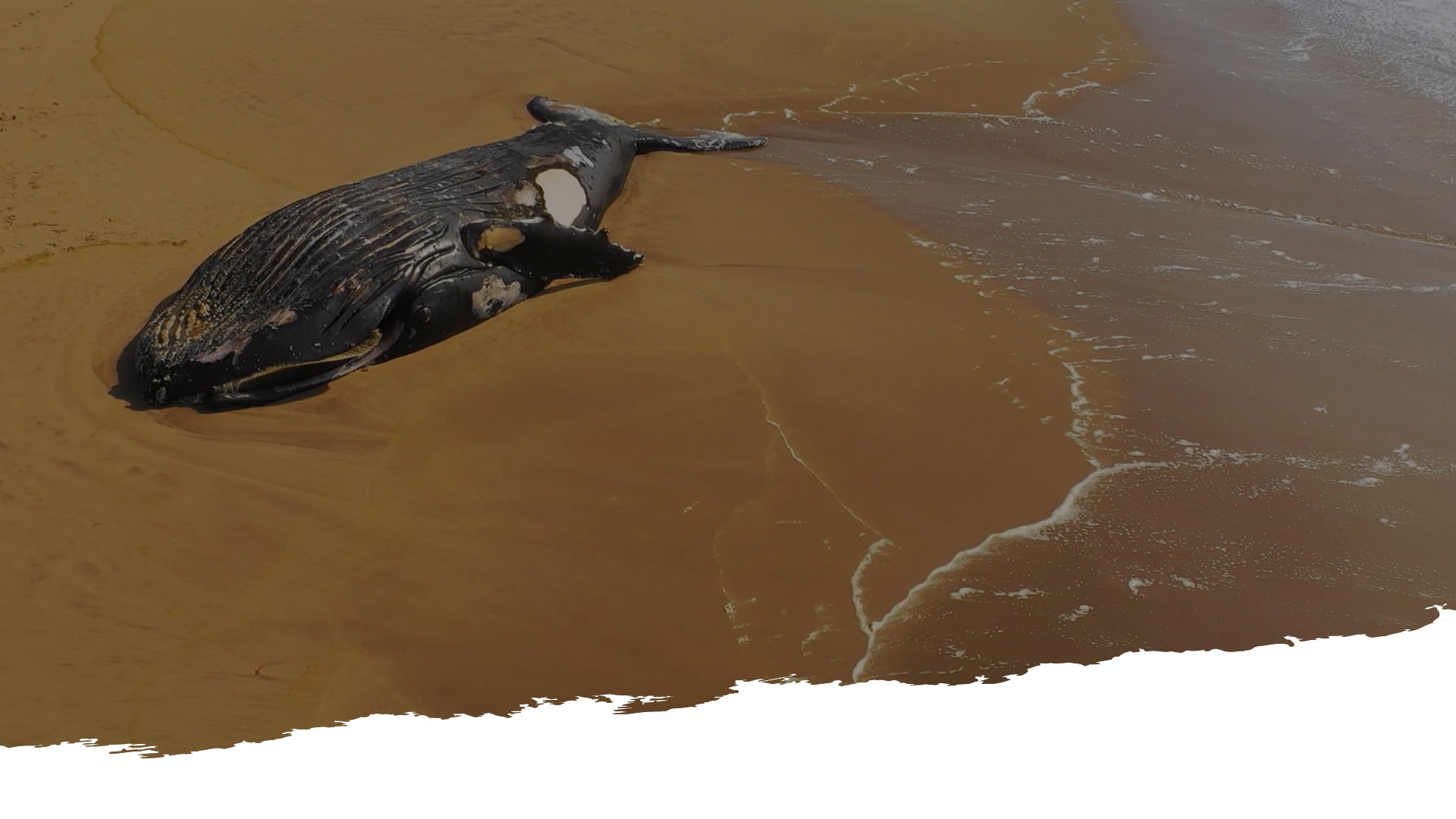 baleine échouée sur une plage